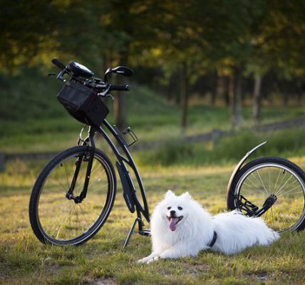 jazda na rowerze z psem